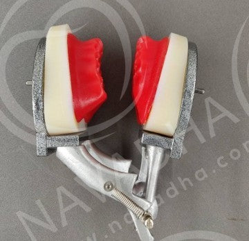 IDRR Orthodontic Training Jaw Model