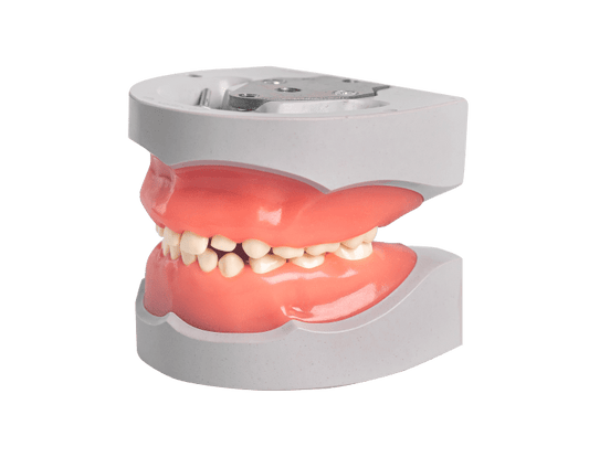 Pedodontic Mixed Dentition Model