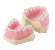 Paediatric Mixed Dentition Typodont Practice Jaw Set