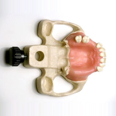 Sinus Lift Model with Jaw Bone