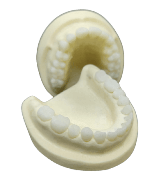 Radio-opaque X-Ray Dental Model