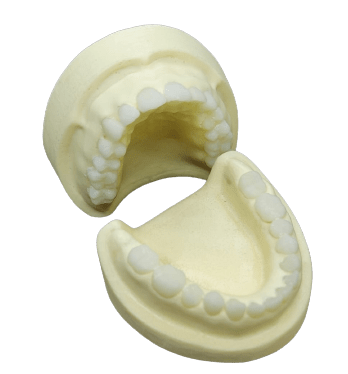 Radio-opaque X-Ray Dental Model