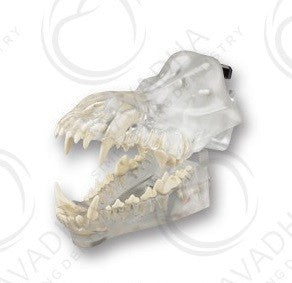Canis Exemplar Dentoform Articulated Clear Model