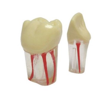 Navadha Endo Typodont Jaw Set